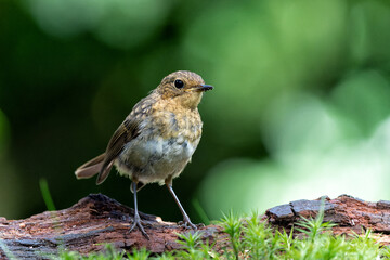 Juvenile European Robin (Erithacus rubecula) sitting on a branch in the  forest of the Netherlands. Dark background.