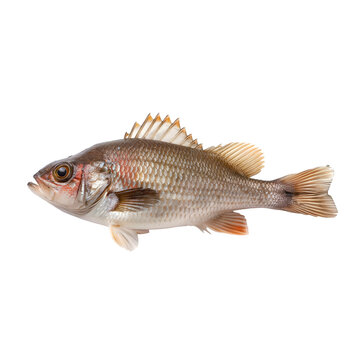 Croaker, Fish, Isolated on Transparent Background, Graphic Resource for Gourmet Advertising, Menu Design, Website Banners, Packaging, and Social Media Campaigns