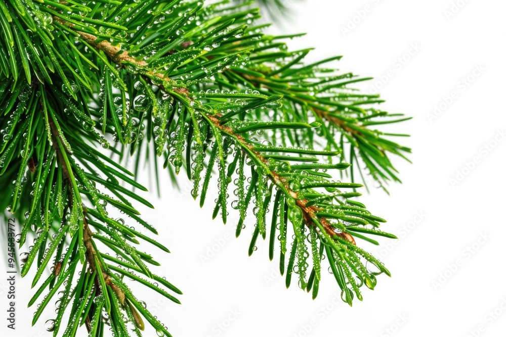 Poster close-up shot of a pine tree branch with water droplets glistening on the needles