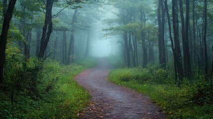 Obraz premium Misty Forest Path