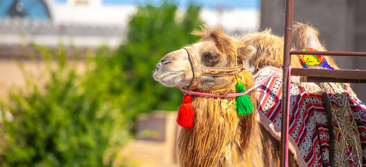 Bactrian camel on the background of historical places in Central Asia. A beautiful, elegant and...
