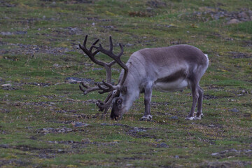 Arctic reindeer in the mountains of Longyearbyen, Svalbard Islands