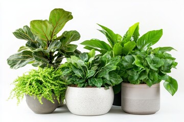 Fototapeta premium A collection of indoor plants in decorative pots, showcasing greenery and natural beauty.