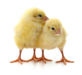 Two yellow chickens.