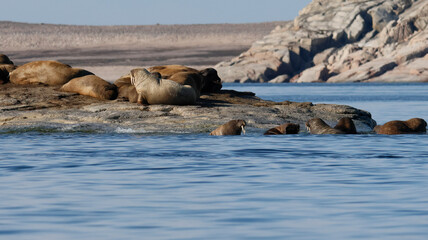 Walruses at the Seven Islands in the Svalbard Archipelago