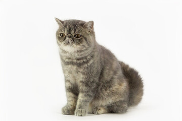 Exotic Cat