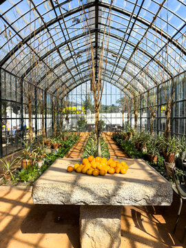 The greenhouse at Babylonstoren which is one of the oldest Cape Dutch farms. 