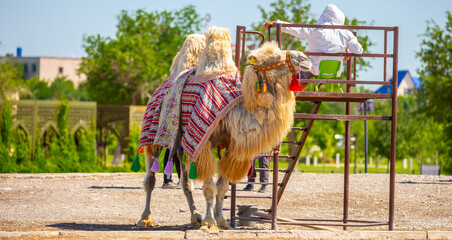 Bactrian camel on the background of historical places in Central Asia. A beautiful, elegant and...