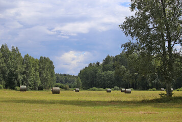 Hay in rolls against a background of green forest.