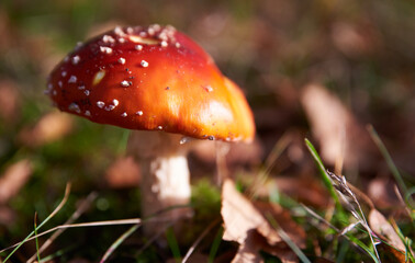 Closeup of red Amanita Muscaria mushroom. Red capped Fly Agaric contains psychoactive substance, including Muscimol with neurotoxic precursor Ibotenic Acid. A Smurf house based on Fly Amanita fungus