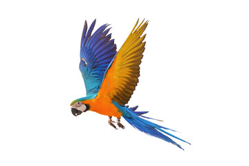 Colorful flying Blue and Gold Macaw parrot isolated on transparent background png file