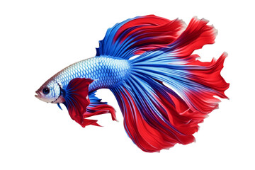 Fototapeta premium siamese fish swimming isolated on white