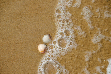 Shells on the shoreline