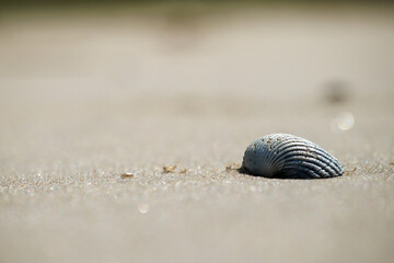 Shell on the beach