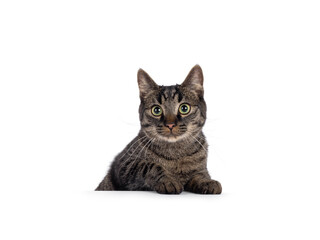 Fototapeta premium Classic tabby house cat, peeking from behind white surface. Looking towards camera. Isolated on a white background.