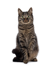 Classic tabby house cat, sitting up facing front. with one paw playful in air. Looking towards camera. Isolated on a white background.