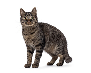 Fototapeta premium Classic tabby house cat, standing side ways. Looking towards camera. Isolated on a white background.