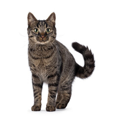 Classic tabby house cat, standing facing front. Looking towards camera. Isolated on a white background.
