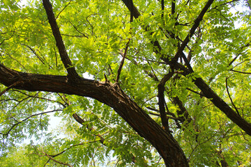 Obraz premium branches of acacia tree with green leaves