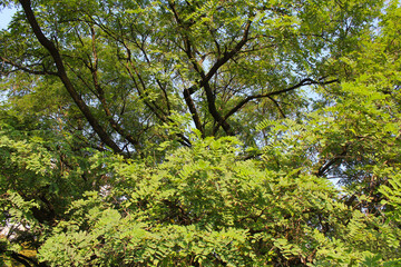 Fototapeta premium green leaves on a tree, beautiful view of trees in the forest, acacia trees 
