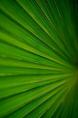 Obraz premium Macro shot of green palm leaf. Natural green background. Copy space
