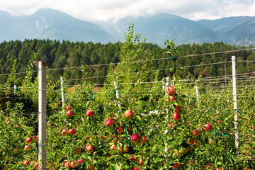 Landscape view of Val di Non apple-growing regione, valleys in Trentino, North Italy, famous for...