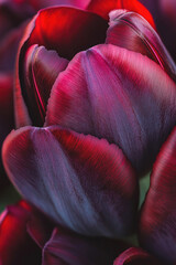 A tulip with velvet-textured, twisted petals.