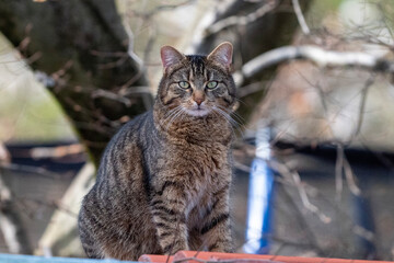 Blickkontakt mit getigerter Katze 