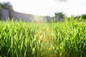 Background green grass in the foreground of house.