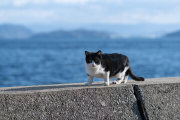 堤防を歩く可愛い猫