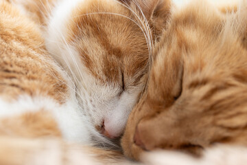 窓辺で眠る二匹の猫