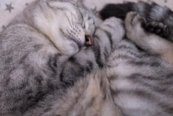 丸まって眠る可愛い猫　サバトラ猫