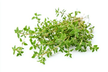 Obraz premium A bunch of fresh thyme leaves, commonly used in cooking for flavoring dishes.