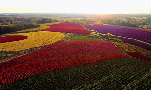 Aerial view of vibrant tulip fields in various colors during sunset.