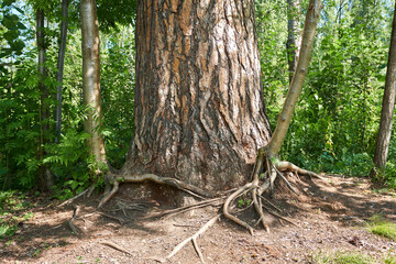 Big tree in the forest with roots in the ground. Natural background