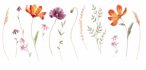 Beautiful floral set with watercolor hand drawn gentle autumn fall flowers. Stock floral illustration. Nature clip art. © Zenina-Lembrik