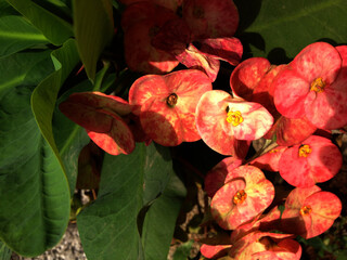 flower 