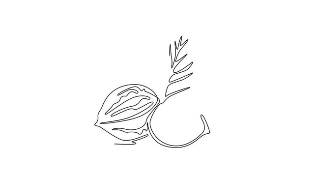Self drawing animation of single line draw whole healthy organic walnut and leaves for orchard logo identity. Fresh nutshell concept for healthy seed icon. Continuous line draw. Full length animated