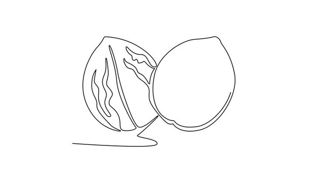 Self drawing animation of single line draw of whole healthy organic walnut food for plantation logo identity. Fresh nutshell concept for healthy seed icon. Continuous line draw. Full length animated