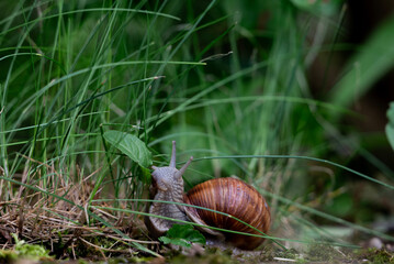 Weinbergschnecke verzehrt Blatt