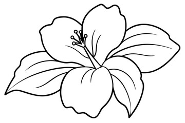 hibiscus flower engraving black and white outline