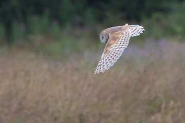 Barn Owl (Tyto alba) flying, hunting, over a grassy meadow in the evening, Rutland, UK.