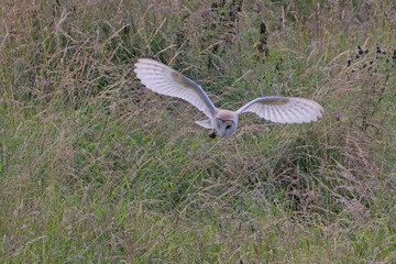 Barn Owl (Tyto alba) flying, hunting, over a grassy meadow in the evening, Rutland, UK.