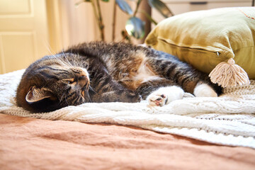 a gray cat lies on a bed in a modern bedroom on a terracotta linen bedspread