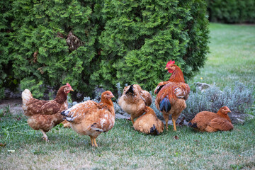 Hens grazing on grass in a free range organic farm