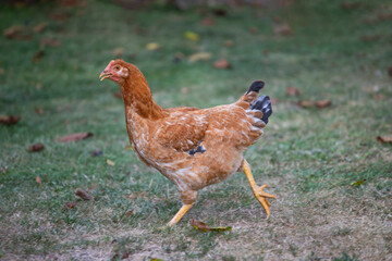 Hens grazing on grass in a free range organic farm