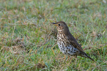 Song Thrush (Turdus philomelos) in a grassy meadow, near St Austell, Cornwall, UK.