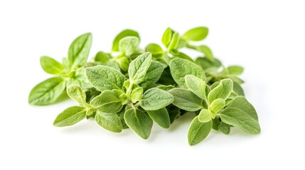 Marjoram spice ingredient on a white backgroundready for cooking with. Fresh green oregano leaves arr