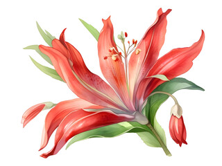 Clianthus Watercolor Flower Plant Nature Art
