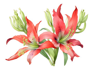 Clianthus Watercolor Flower Plant Nature Art
